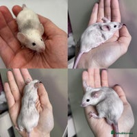 Mouse rodents Male Fancy Mice for Adoption - Advert 3