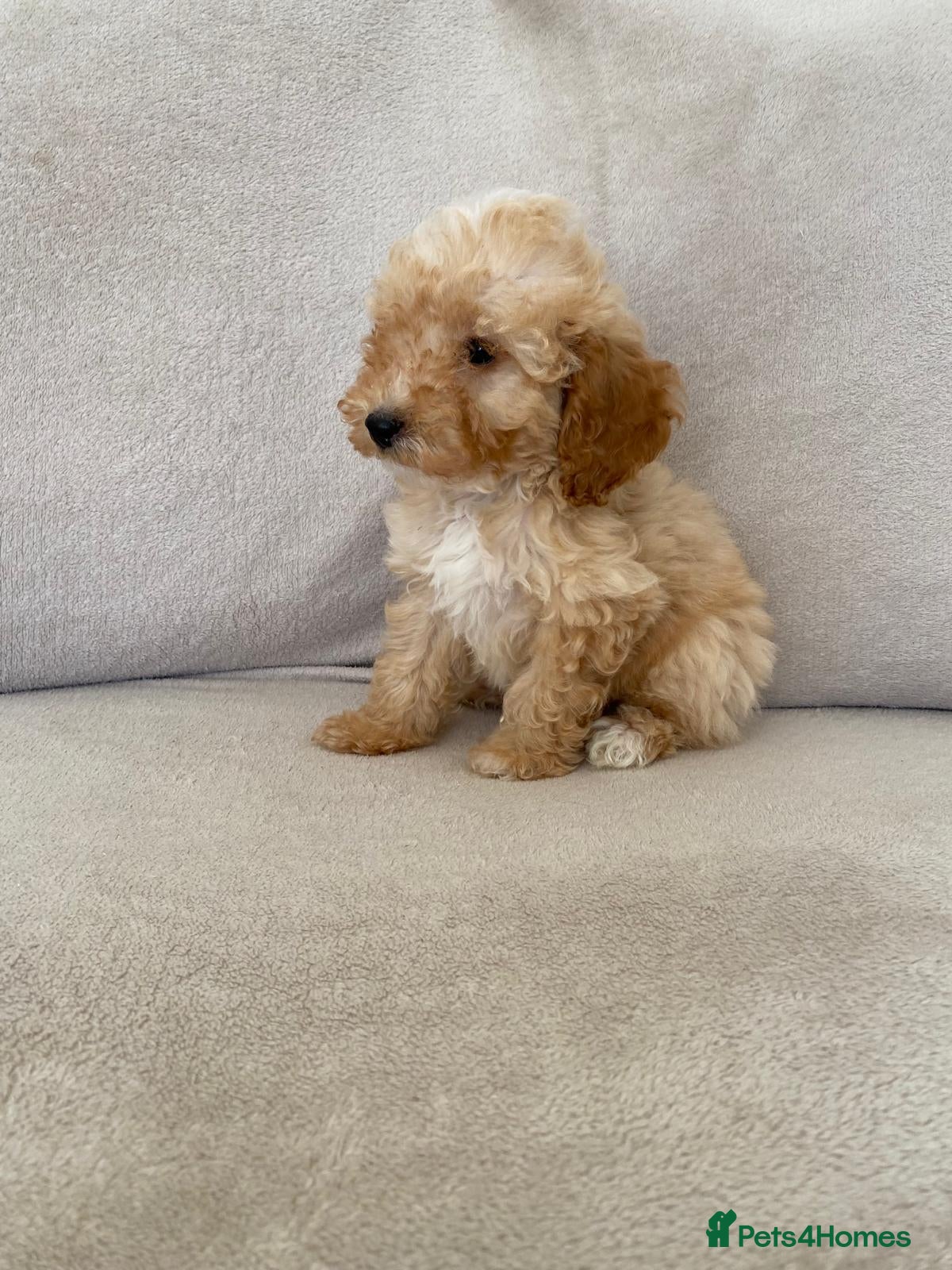 Cockapoo dogs F1b cockapoo puppy’s ready to leave  - Advert 1