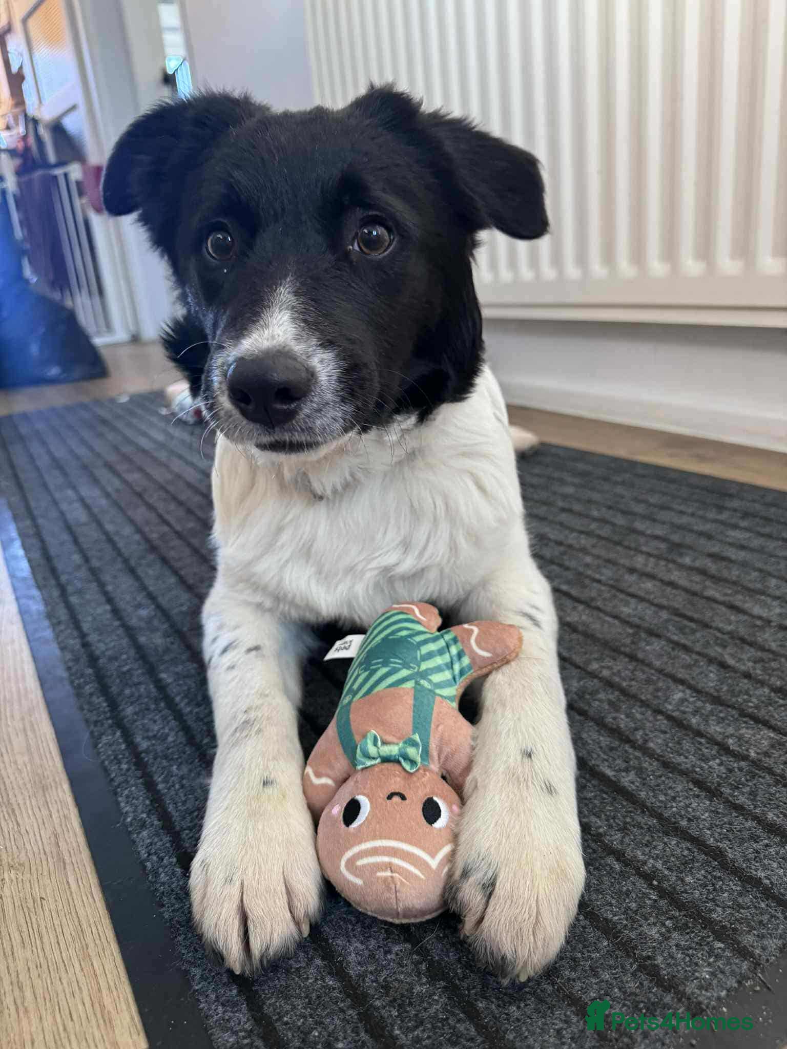 Mixed Breed dogs MARNIE - Advert 16