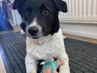 Mixed Breed dogs MARNIE - Advert 9