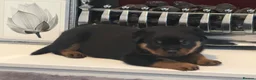 Rottweiler dogs for sale: Rottweiler pups  - Advert 21