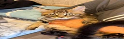 Maine Coon cats for sale: Maine Coon Registered TICA - Advert 21