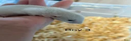 Rat rodents for sale: Mixed sex dwarf Dumbo Rats - Advert 8