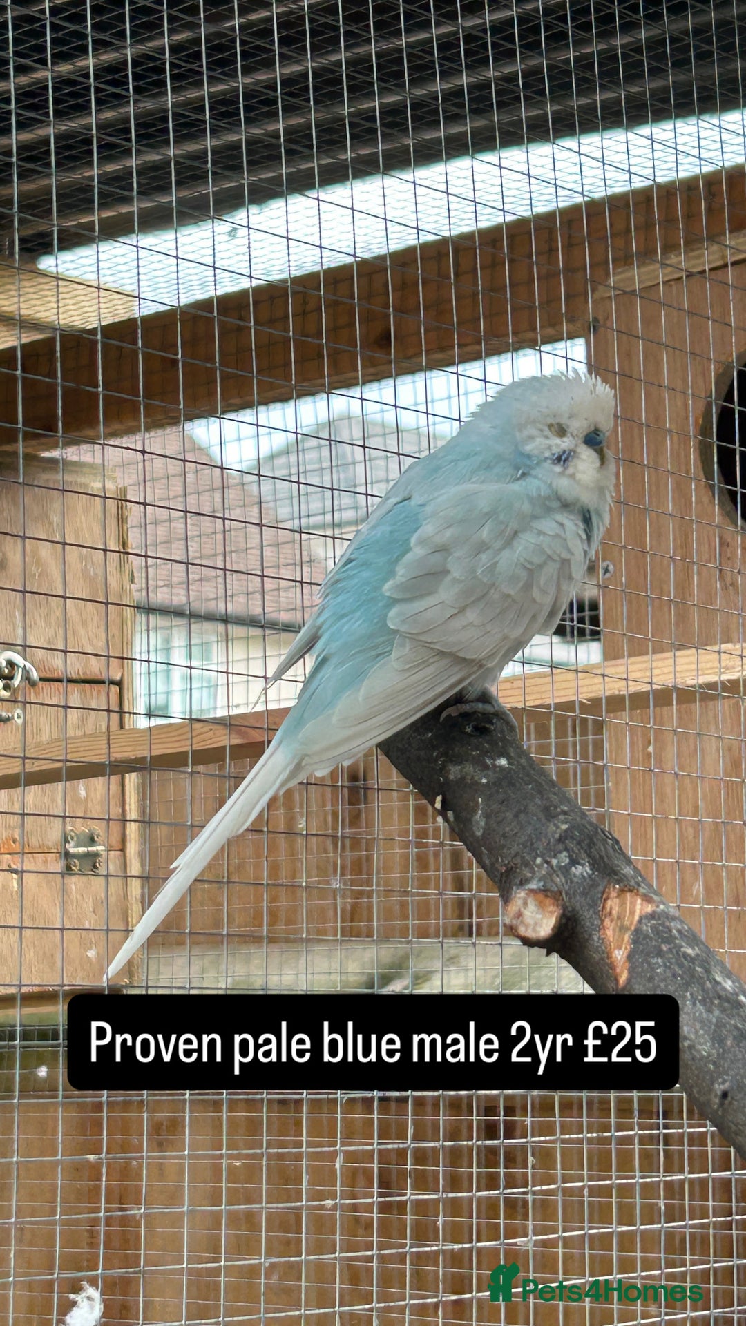 Budgerigars birds for sale: Proven pairs budgies all adult 2+ years old  - Image 15
