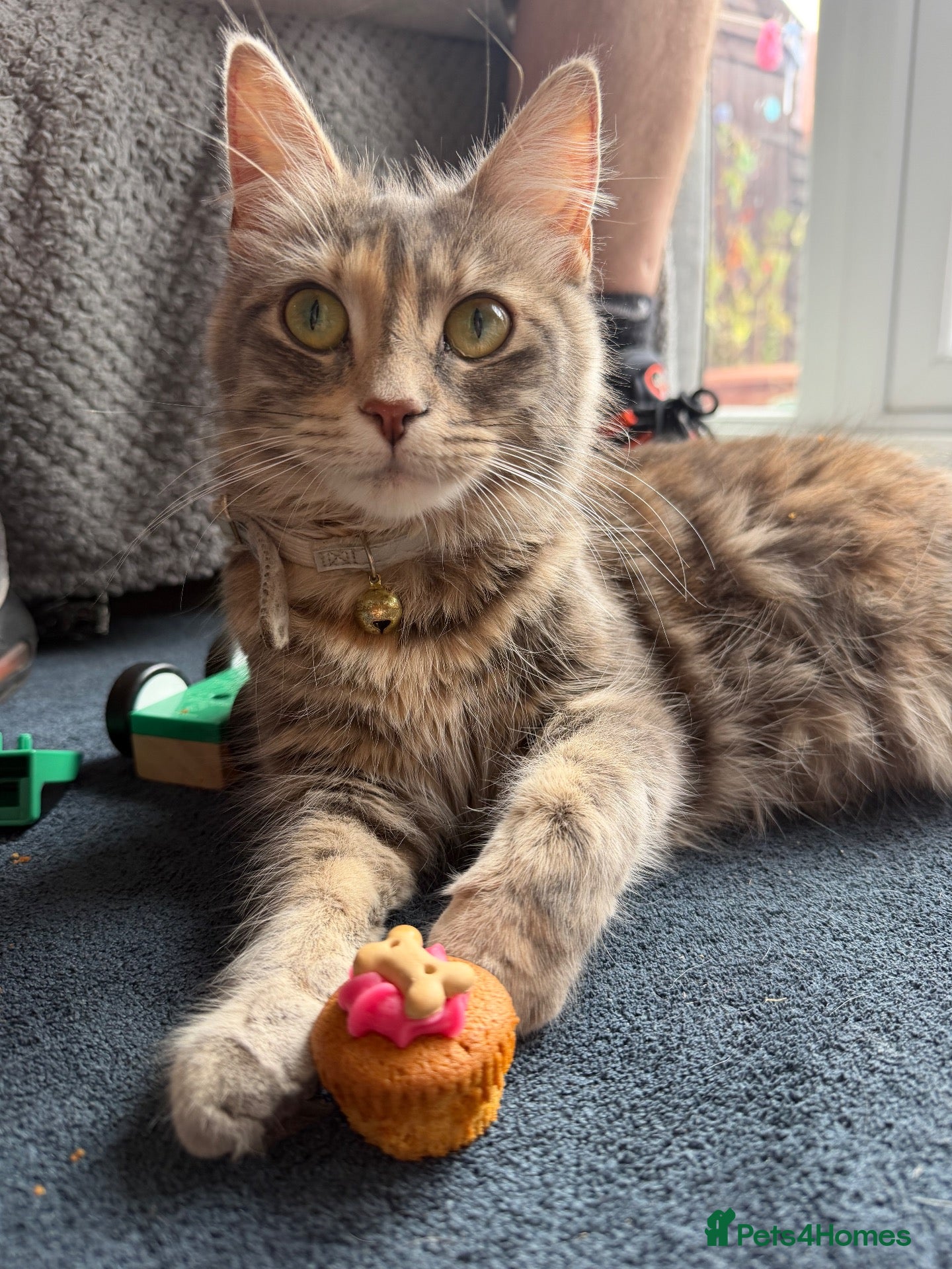 Mixed Breed cats 1 boy 1 girl kittens for sale 12 weeks old  - Advert 1