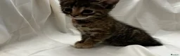 Mixed Breed cats for sale: Kittens for Sale in Neath - Advert 5