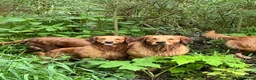 Golden Retriever dogs for sale: KC Golden Retriever Fox Red Working Pups - Advert 18
