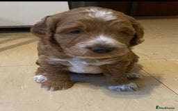 Cockapoo dogs for sale: Adorable F1 cockapoos for sale  - Image 13