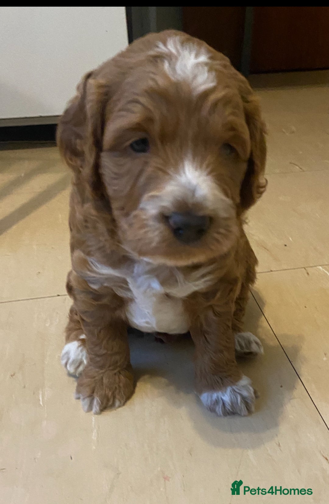 Cockapoo dogs for sale: Adorable F1 cockapoos for sale  - Image 13
