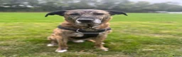 Mixed Breed dogs for adoption: Camel - Advert 7