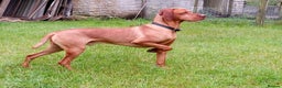 Hungarian Vizsla dogs for stud: Proven Hungarian Vizsla Stud Dog in Badminton - Advert 8