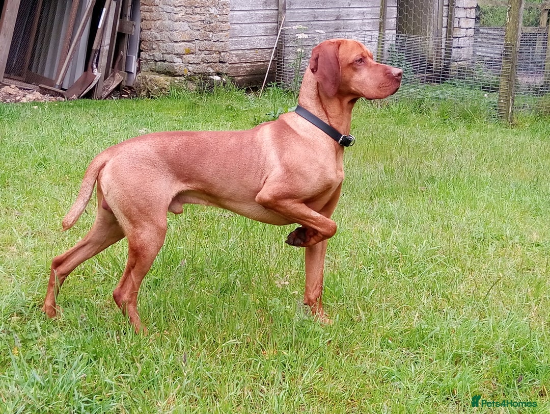 Hungarian Vizsla dogs for stud: Proven Hungarian Vizsla Stud Dog in Badminton - Advert 8