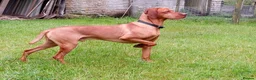 Hungarian Vizsla dogs for stud: Proven Hungarian Vizsla Stud Dog in Badminton - Advert 8