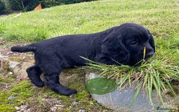 Cocker Spaniel dogs for sale: Cocker Spaniel Puppies - Image 13
