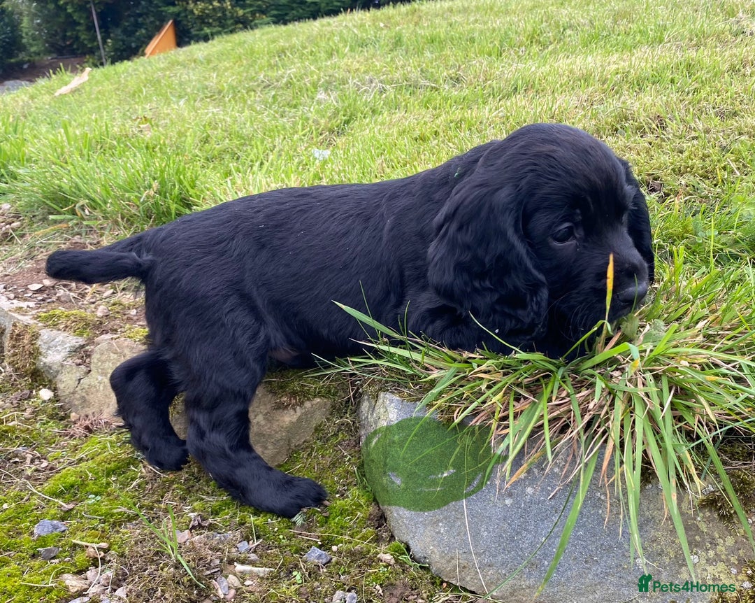 Cocker Spaniel dogs for sale: Cocker Spaniel Puppies - Image 13