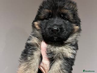 German Shepherd dogs Beautiful KC reg German Shepherd puppies for sale - Advert 14