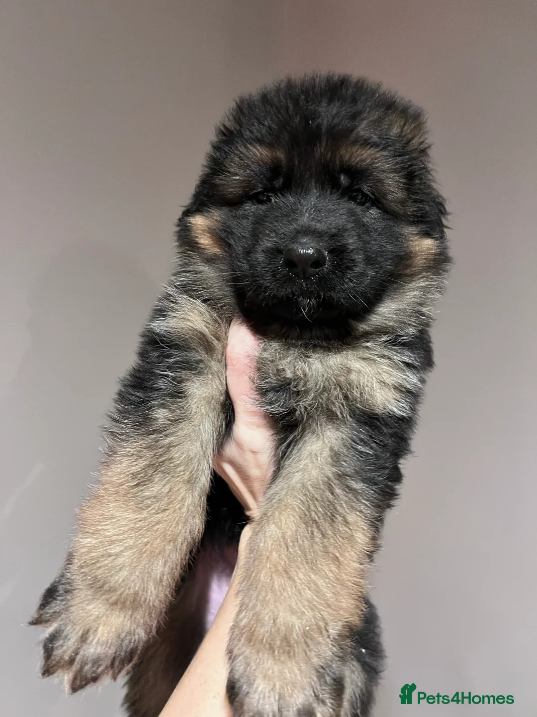 German Shepherd dogs for sale: Beautiful KC reg German Shepherd puppies for sale  - Advert 10