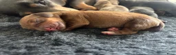 Miniature Dachshund dogs for sale: Miniature dachshunds long-haired - Advert 9