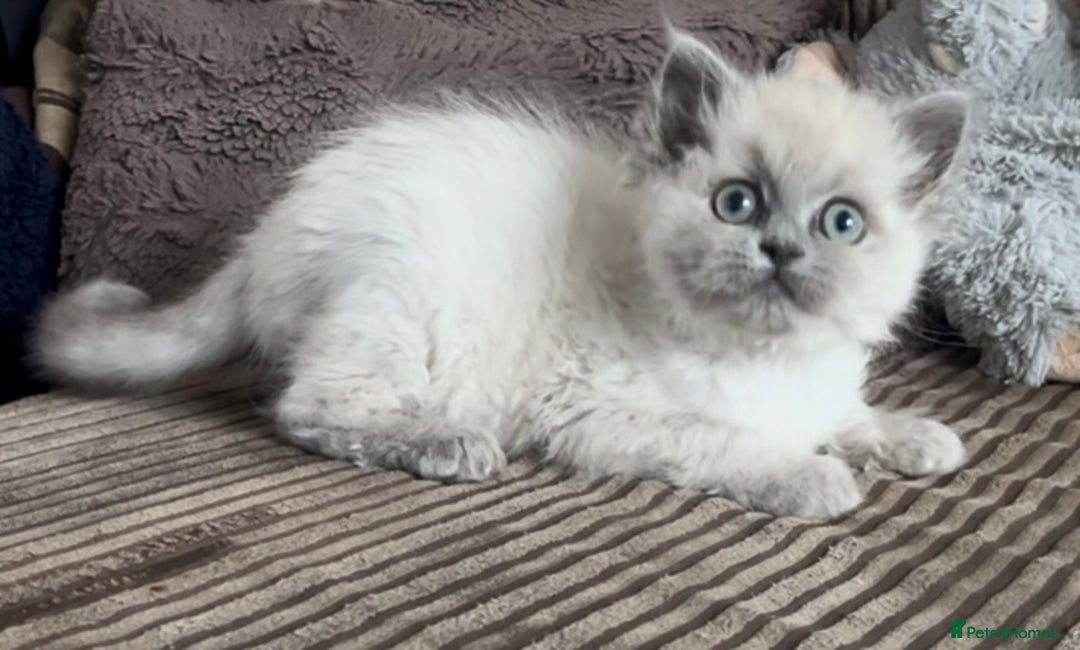 Mixed Breed cats for sale: Stunning female Persian x ragdoll - Advert 5