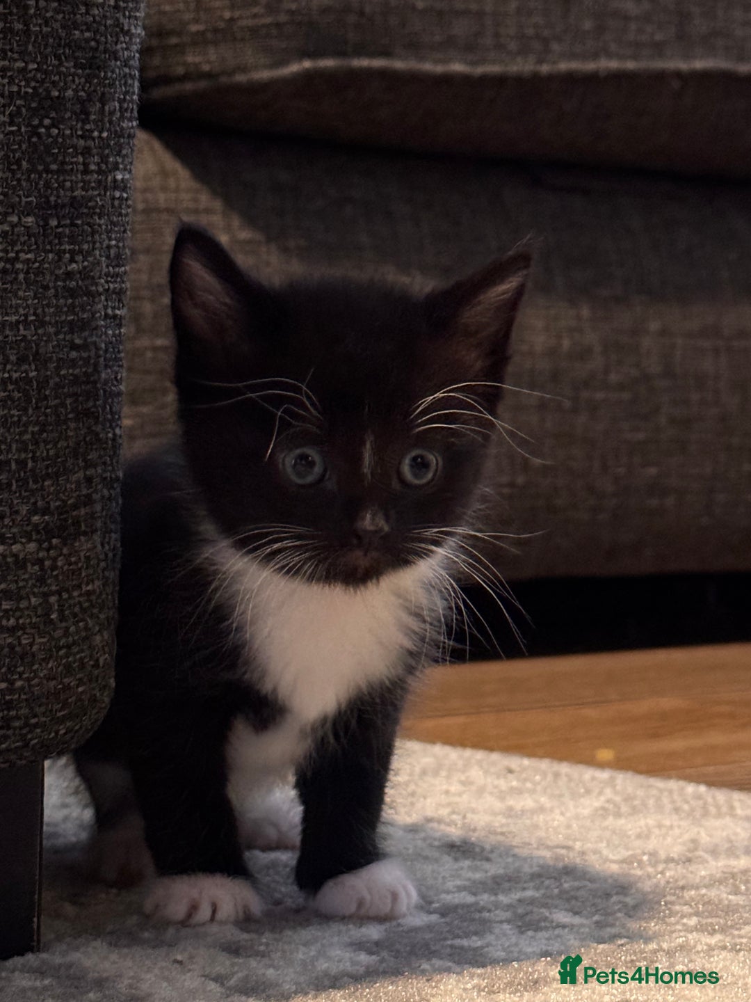 Mixed Breed cats for sale: 4 adorable kittens looking for a new home - Image 11
