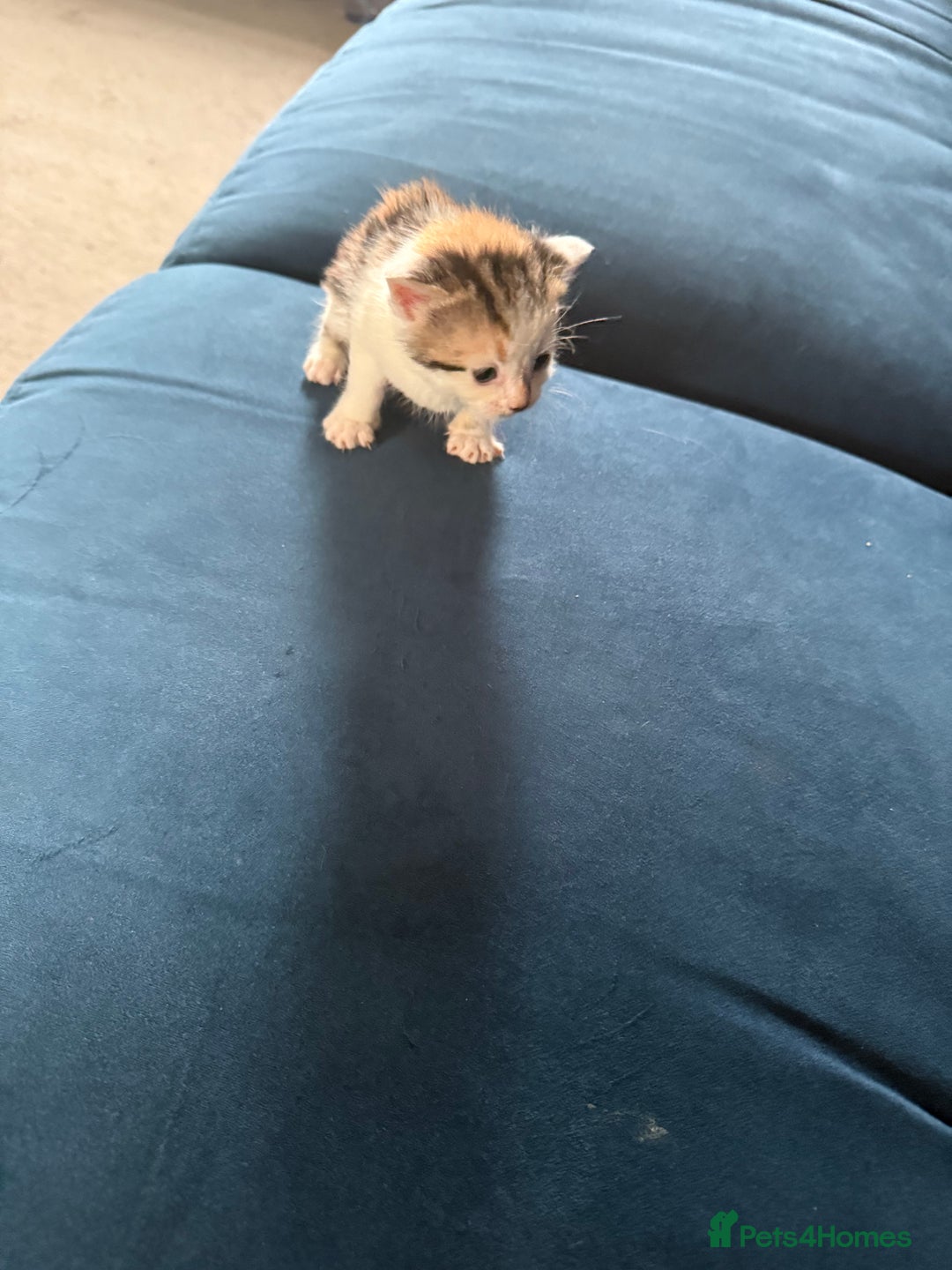 Mixed Breed cats for sale: 🐾 6 Kittens Looking for Forever Homes! 🐾 - Image 5