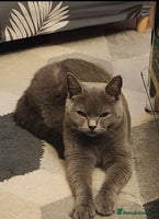 British Shorthair cats - Advert 4