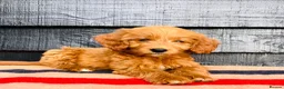 Mini Goldendoodle dogs for sale: 🧡❤️ GORGEOUS MINI GOLDENDOODLE PUPPIES ❤️🧡 - Advert 18
