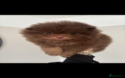 Pomeranian dogs for sale: Male Pomeranian puppy in Liverpool - Image 2