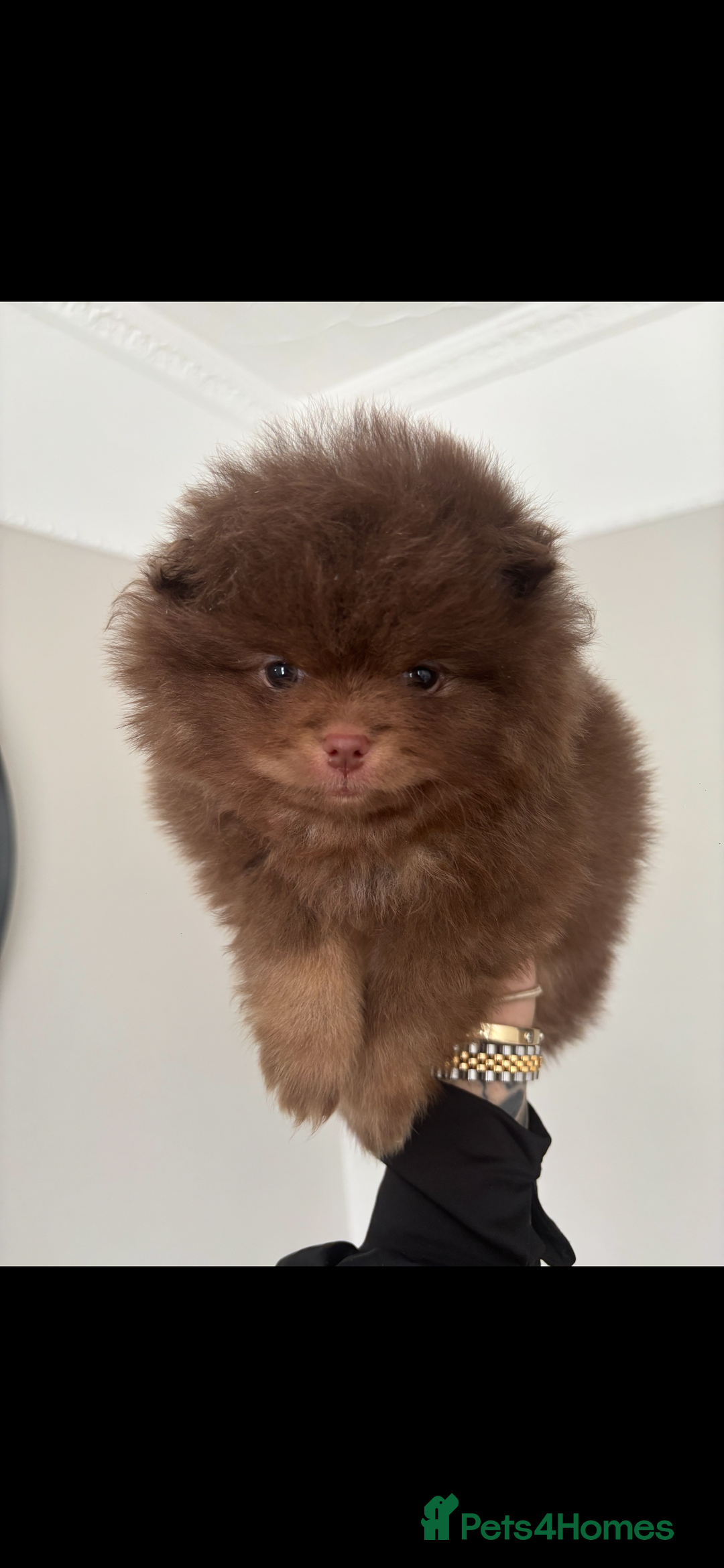 Pomeranian dogs for sale: Male Pomeranian puppy in Liverpool - Image 2