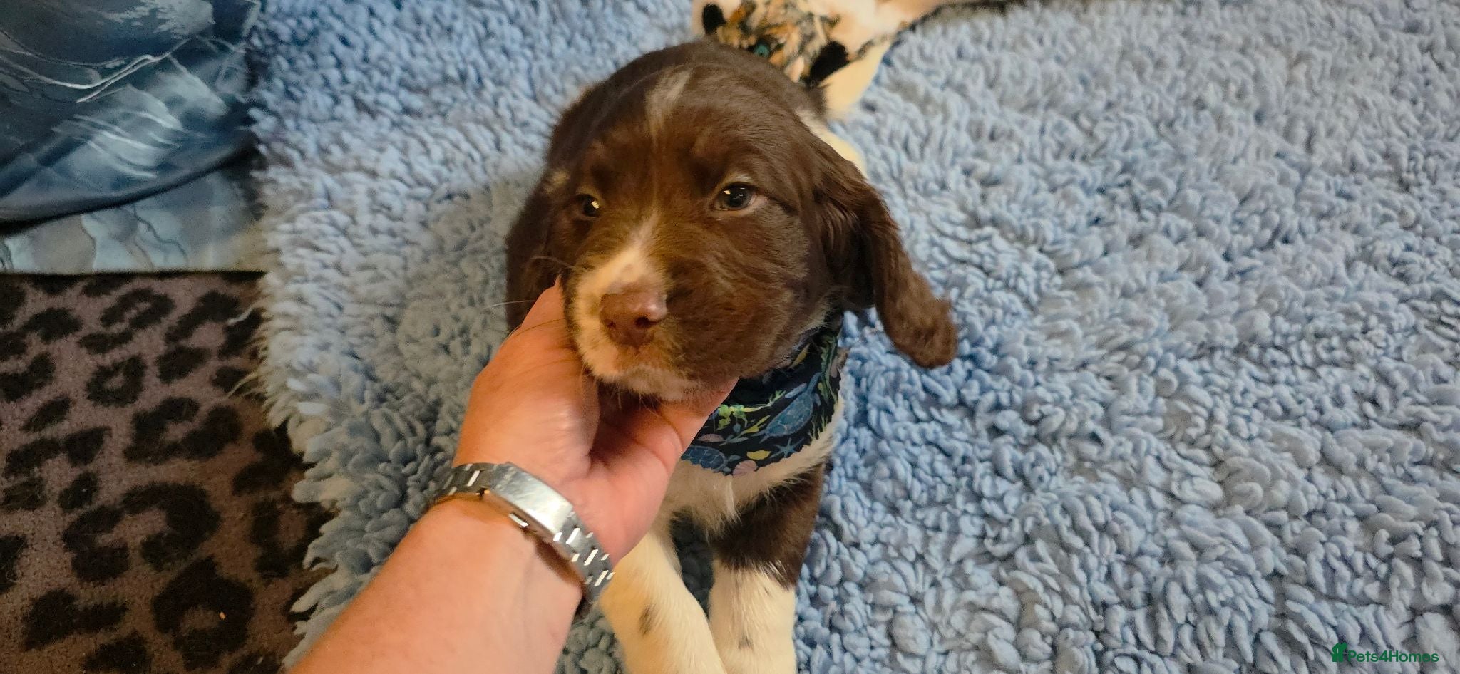 English Springer Spaniel dogs KC Health Tested, Home Reared 5 ⭐️ Liver Pups - Advert 2