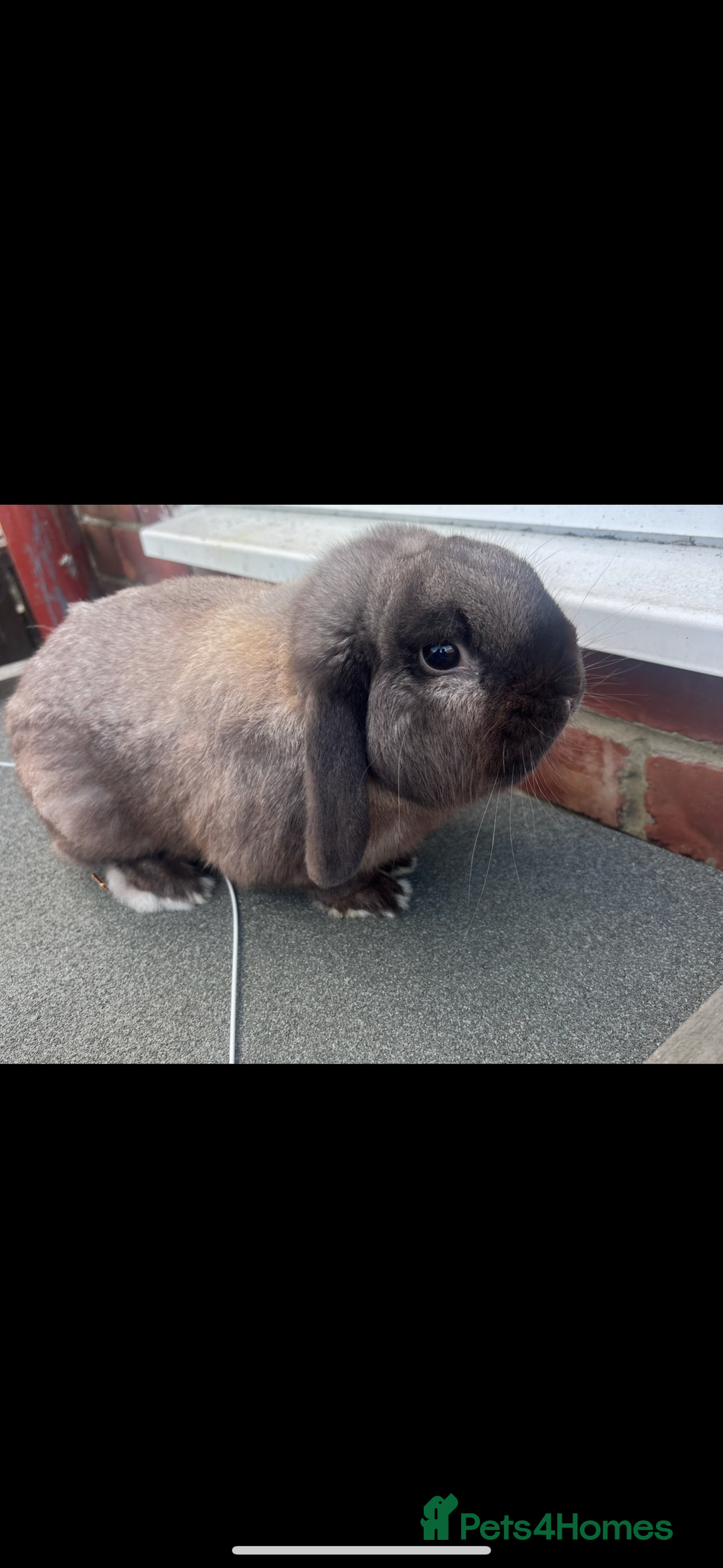 Mini Lop rabbits for sale: 2 year old Boy Mini lop - Image 1