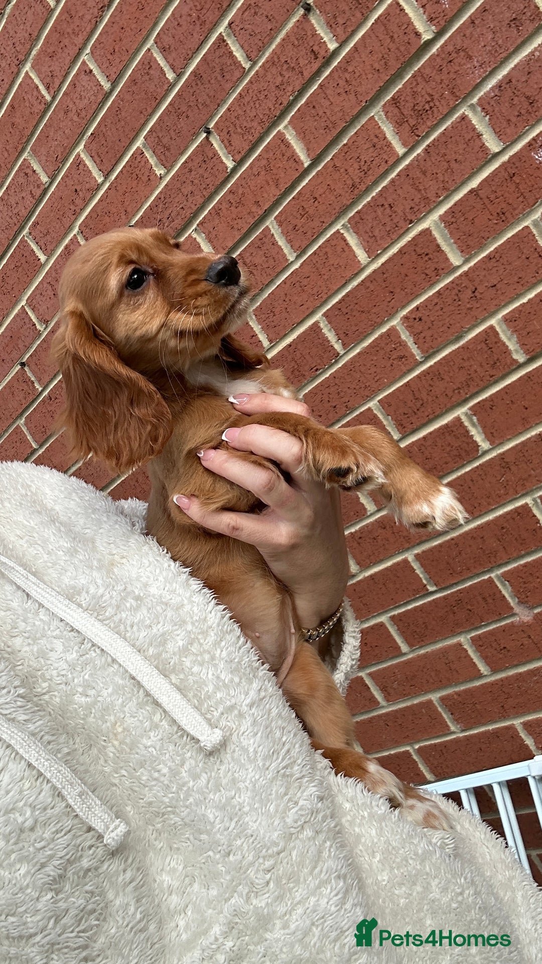Cocker Spaniel dogs for sale: ‼️REDUCED‼️KC registered Red Cocker Spaniel Pups  - Image 17