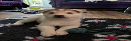 Siberian Husky dogs for sale: Exceptional Siberian Husky x Gsd Puppy - Advert 16