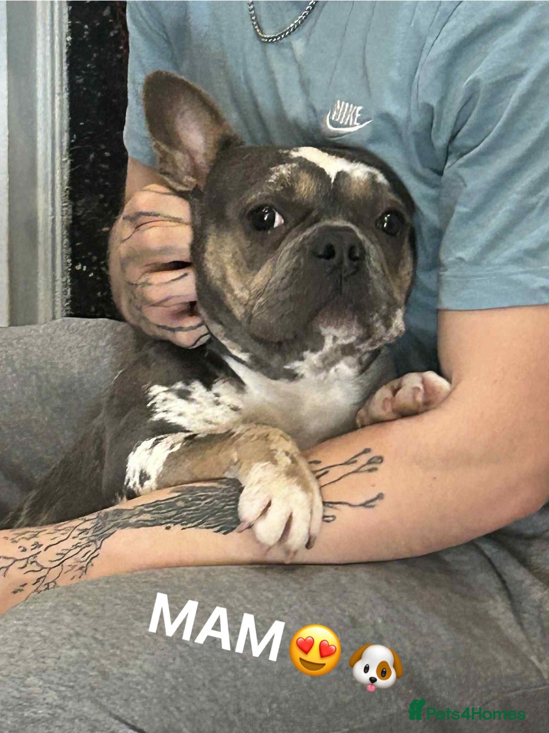 French Bulldog dogs for sale: French bulldogs🐶 - Advert 12