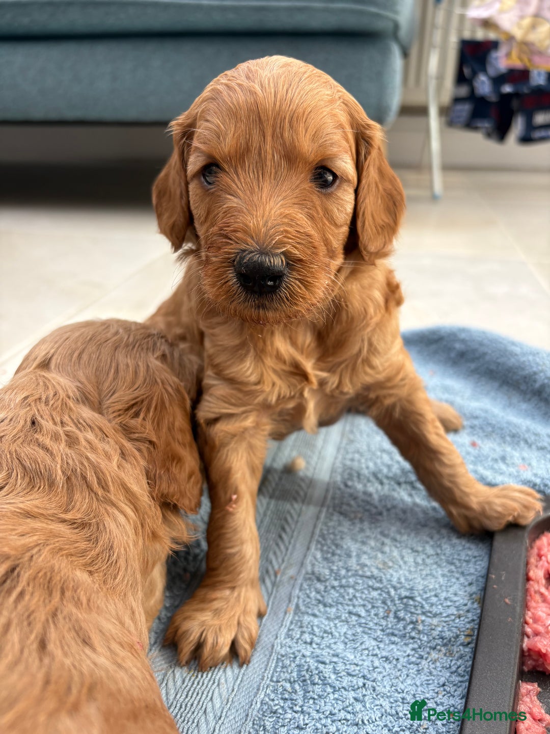 Goldendoodle dogs for sale: Stunning F2B Goldendoodles - Image 10