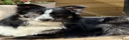Border Collie dogs for sale: Tri colour border collies in Mansfield - Advert 10