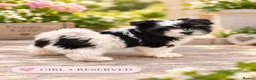Biewer Terrier dogs for sale: Beautiful Biewer Terrier Puppies – Ready Soon ❤️ - Advert 27
