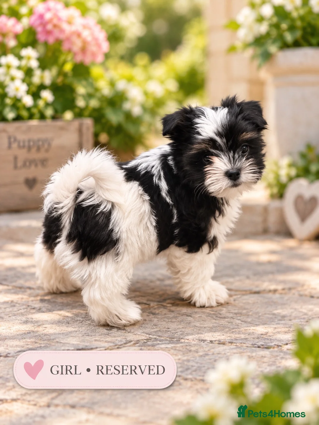 Biewer Terrier dogs for sale: Beautiful Biewer Terrier Puppies – Ready Soon ❤️ - Advert 27