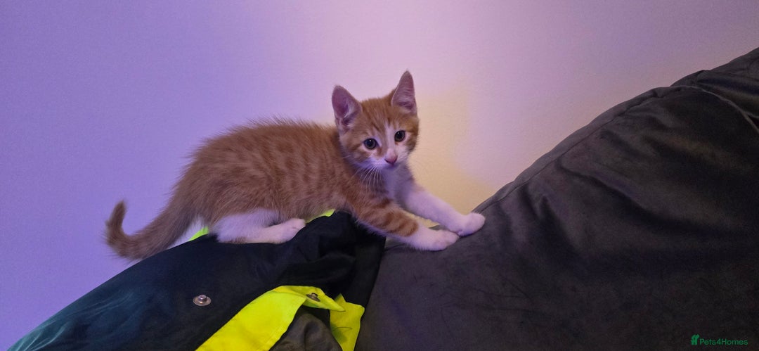 Mixed Breed cats for sale: Beautiful Kittens  - Image 5