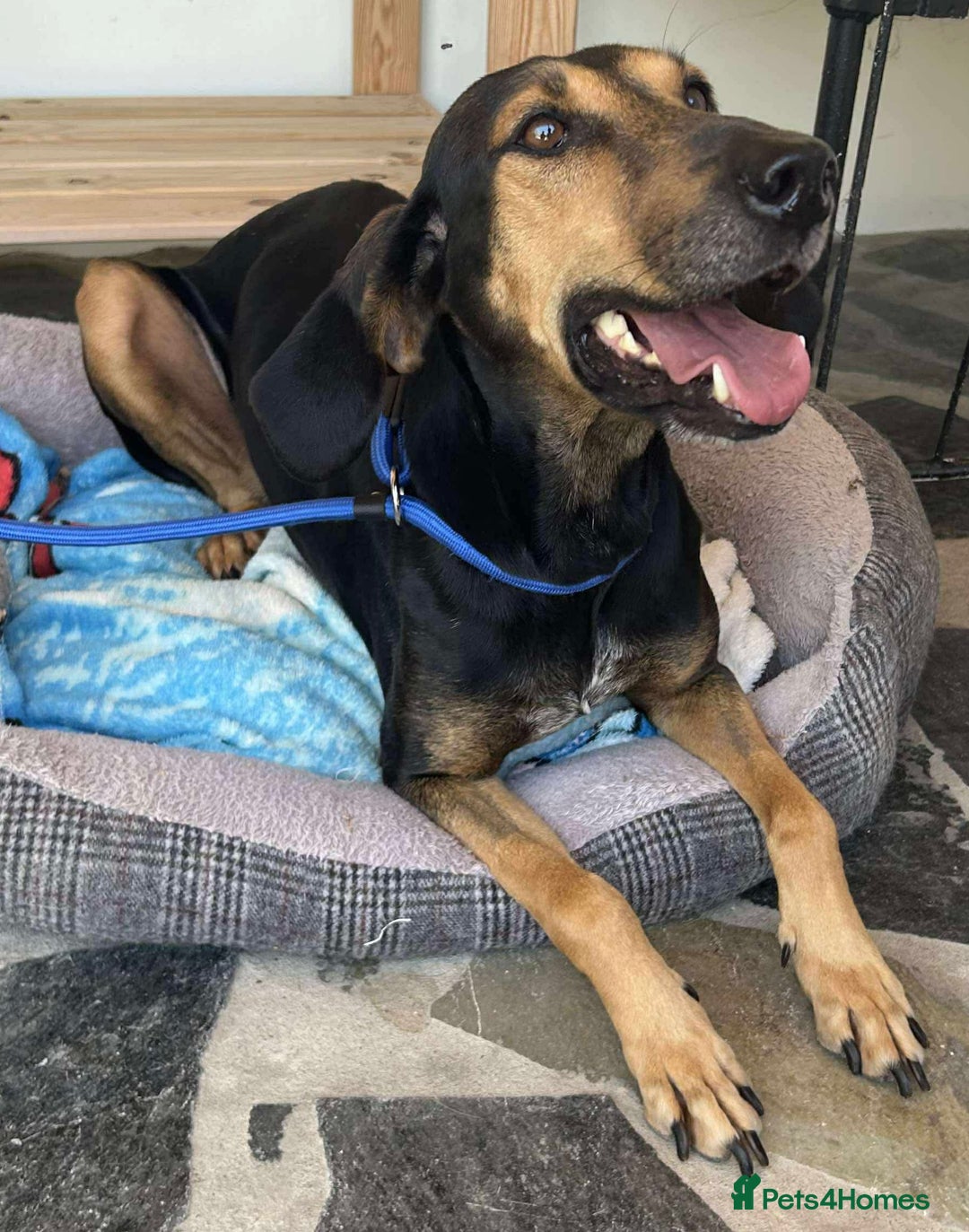 Mixed Breed dogs for adoption: Cinnamon needs a loving home  - Image 29