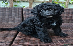 Cockapoo dogs for sale: Cockapoo Pups - Ready Now - Image 6