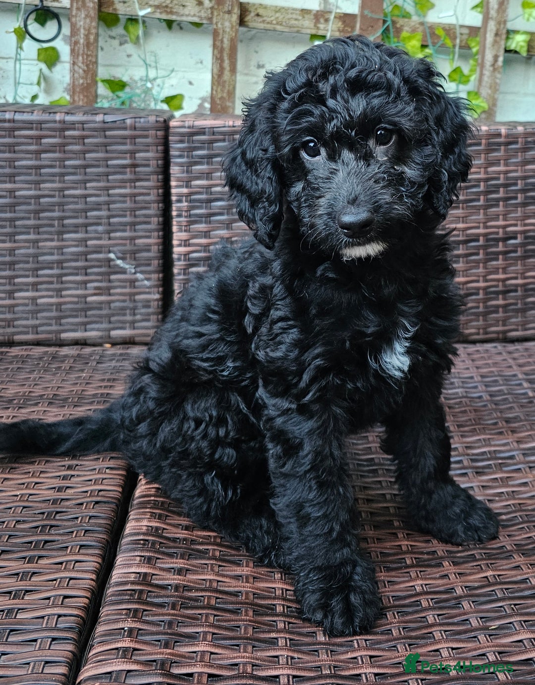 Cockapoo dogs for sale: Cockapoo Pups - Ready Now - Image 6