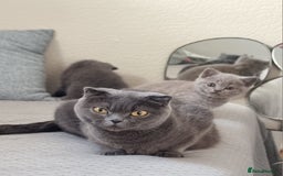 Scottish Fold cats for sale: Ready for new home 😻 - Image 17