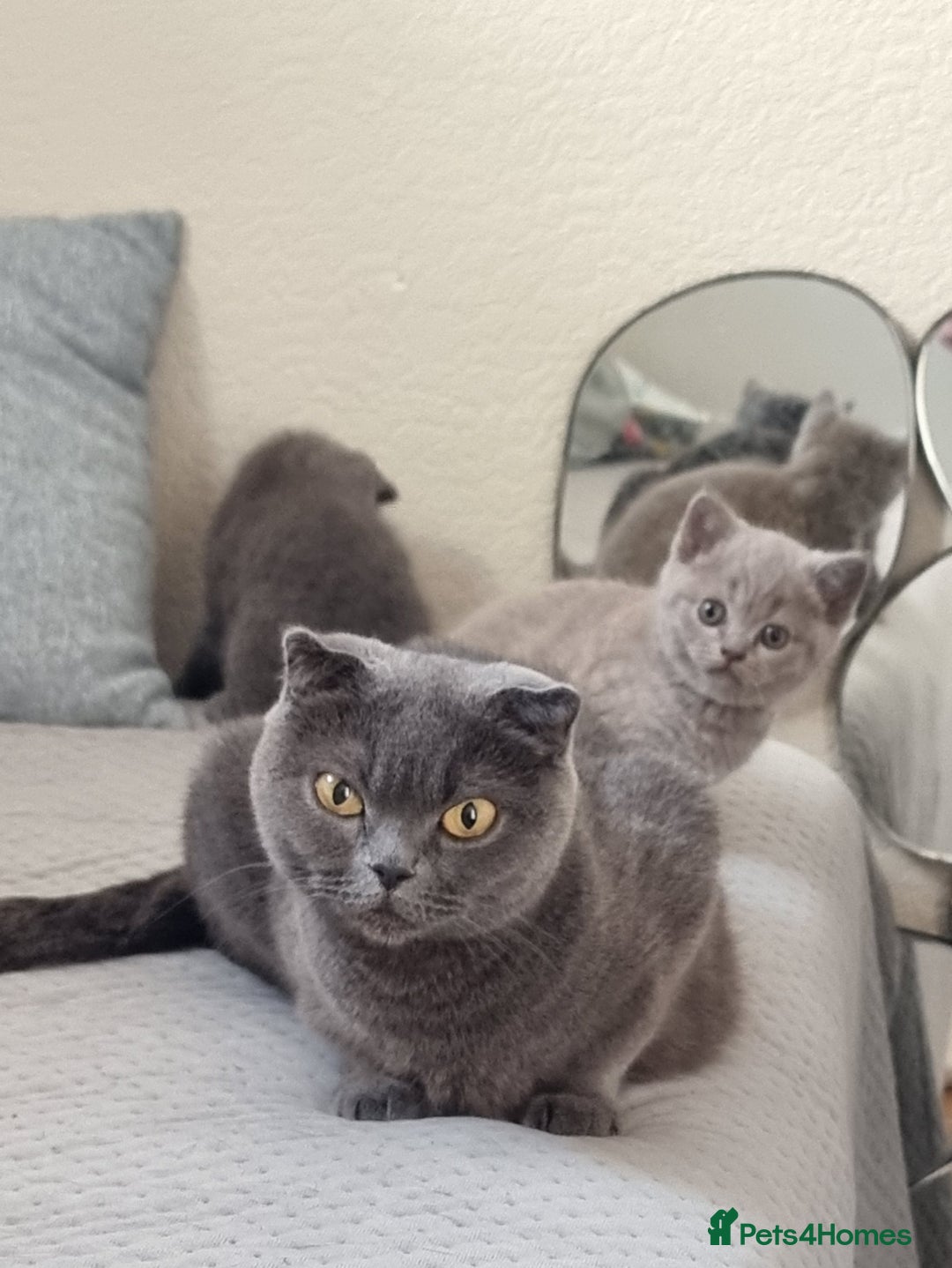 Scottish Fold cats for sale: Ready for new home 😻 - Image 17