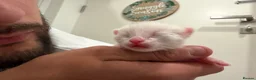 Bengal cats for sale: Mixed bengal x rare all white blue eyed .   in Bushey - Advert 25