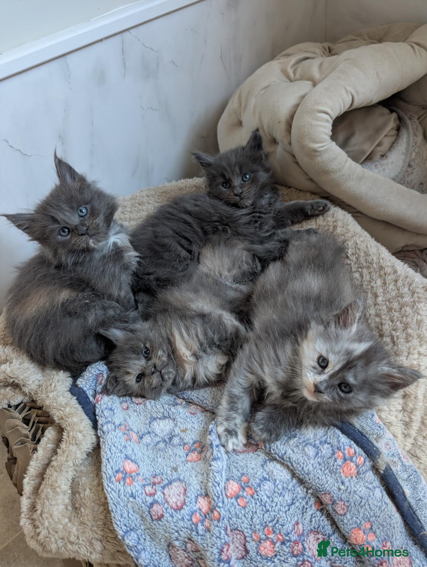 Maine Coon cats 4 Tica pedigree Maine coon kittens - Advert 2