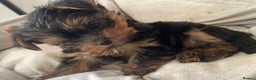 Yorkshire Terrier dogs for sale: Adorable Mini Yorkshire Terrier puppies - Advert 7