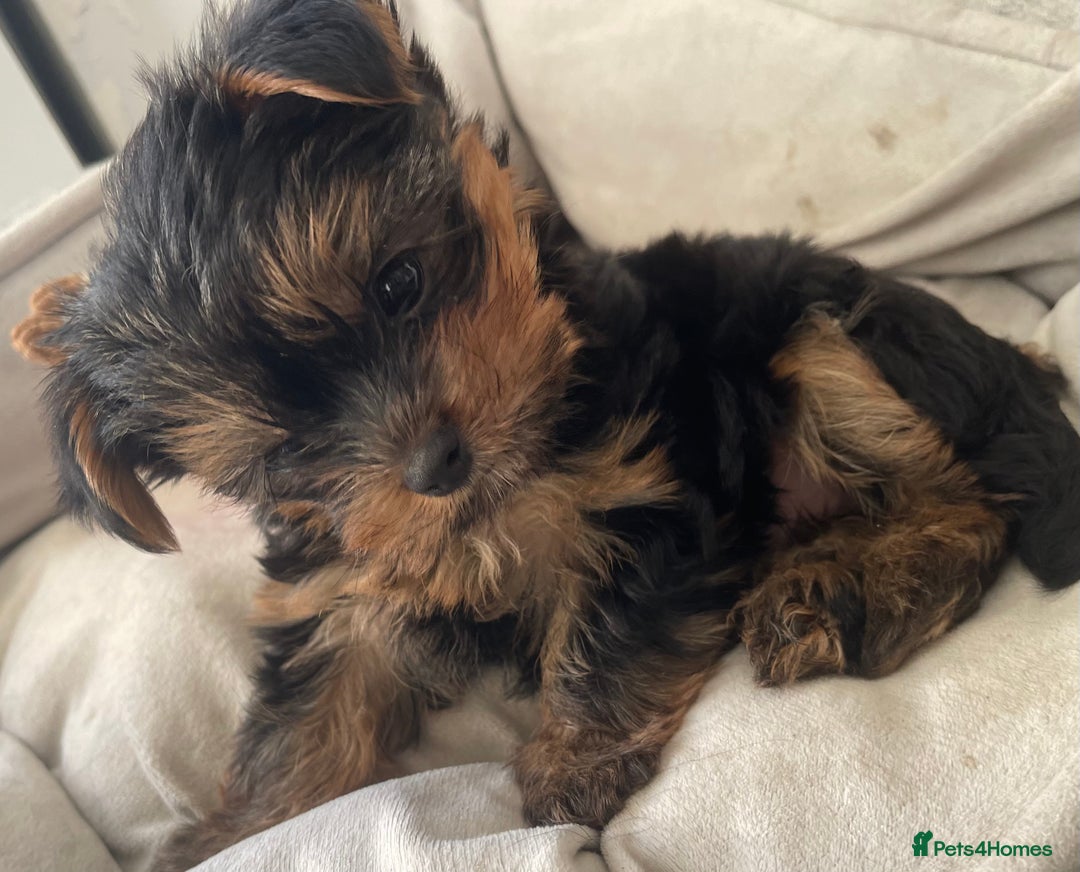 Yorkshire Terrier dogs for sale: Adorable Mini Yorkshire Terrier puppies - Advert 7
