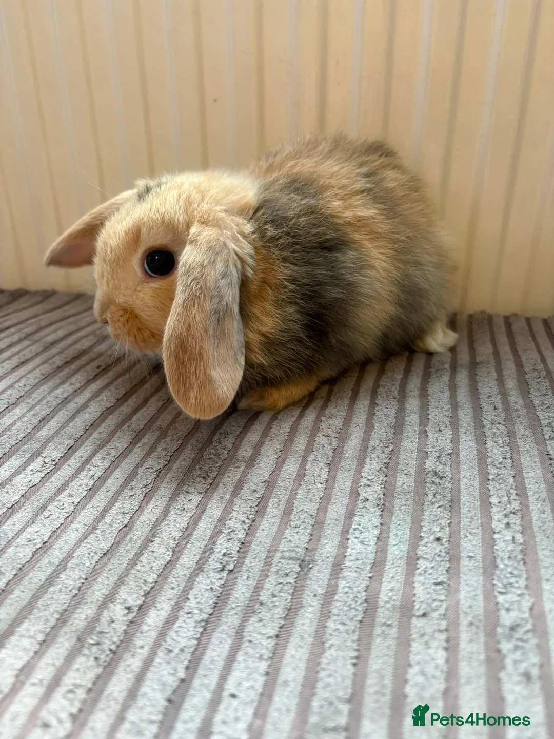 Mini Lion Lop rabbits for sale: Family raised mini lion lops - Advert 5