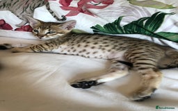 Savannah cats for sale: Beautiful full pedigree savannah kittens  - Image 34